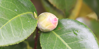 Horticulture and Plant Care Melbourne