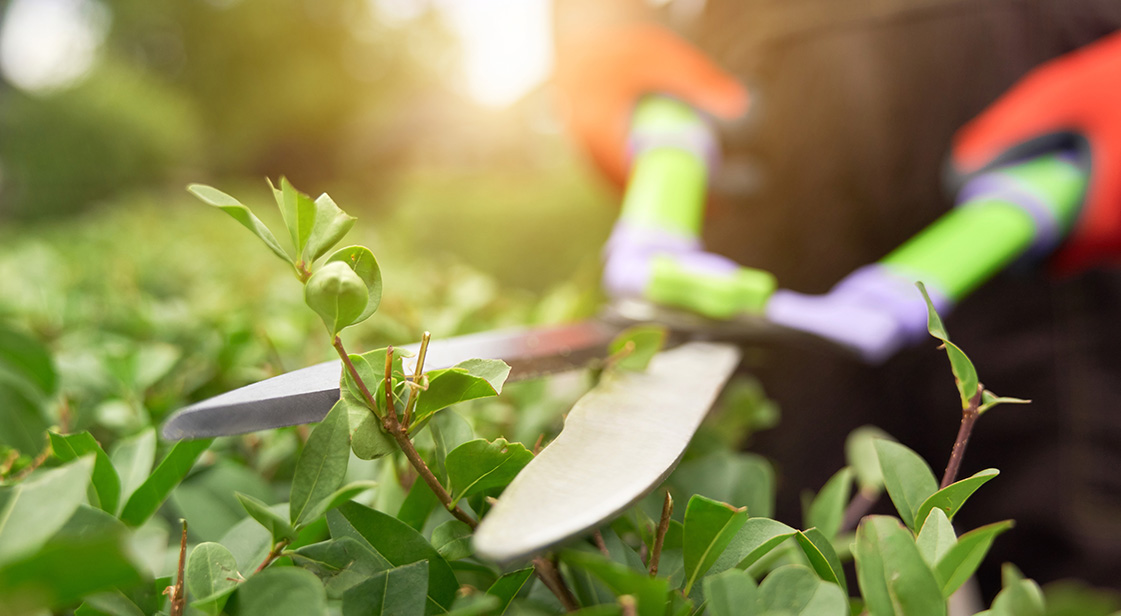 Professional Garden Maintenance