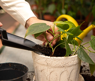 Garden, Landscape, Maintenance and Horticulture in Melbourne