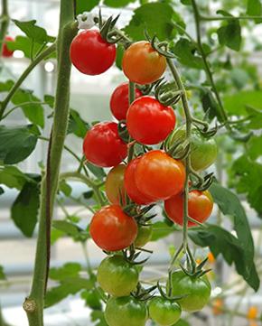 Horticulture and Plant care Melbourne