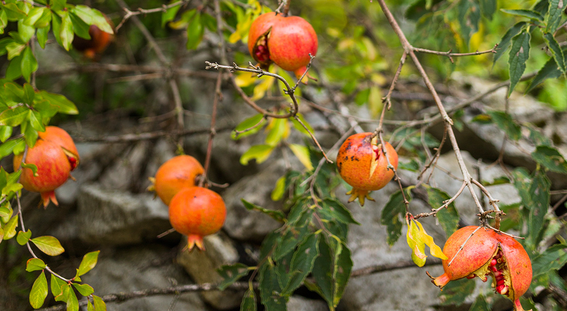 Local Garden Maintenance Services