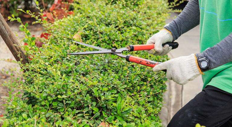 Body Corporate Gardening Services