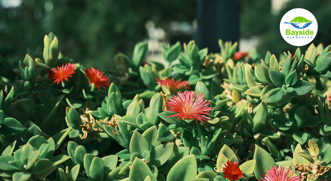 Horticulture And Plant Care