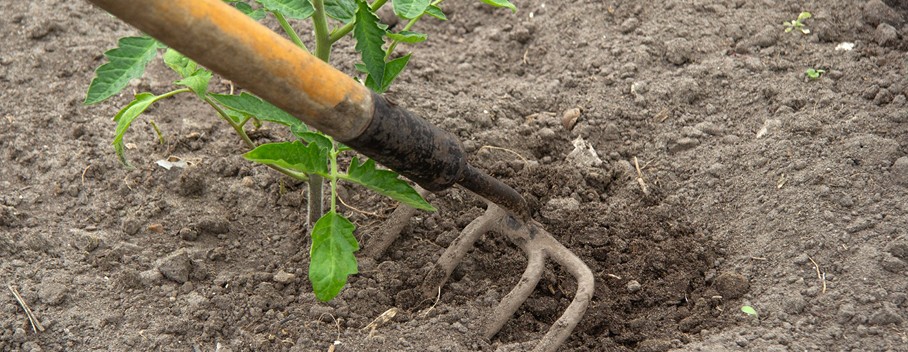Soil Type and Mulch Impact on Irrigation Clay soil and bare garden bed without mulch reducing water absorption in Melbourne garden
