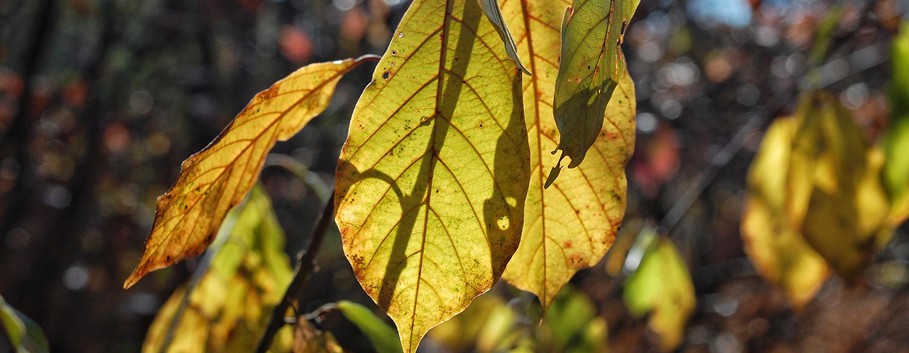 Plant Root Rot and Overwatering Damage Yellowing plant leaves caused by overwatering and root stress
