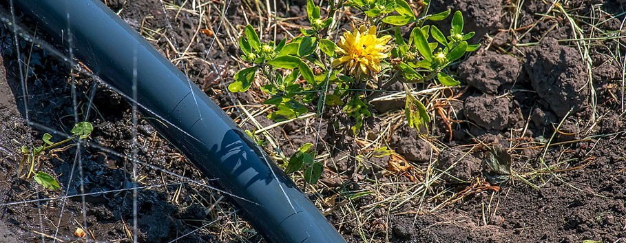 Root Damage From Incorrect Garden Irrigation Setup Overwatered garden bed showing root rot from poor irrigation zoning