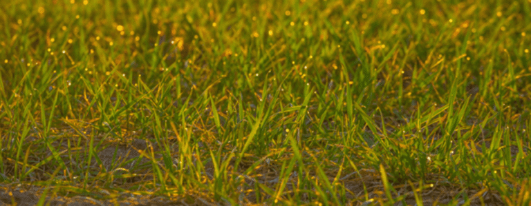 Yellow lawn showing patchy grass caused by watering issues, soil compaction, nutrient deficiency and lawn pests in a Melbourne backyard